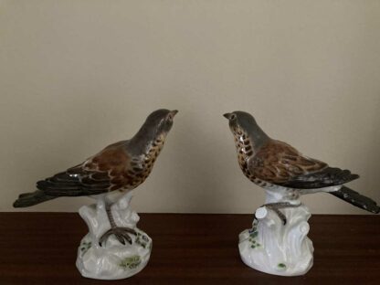 Meissen Thrush rotation